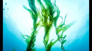 Learn the Benefits and how to Apply Seaweed in the Garden