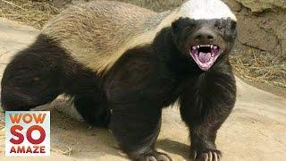 10 Things You Didn't Know About The Honey Badger