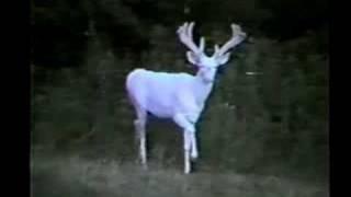 White Monarch albino white-tailed deer from Wisconsin