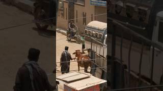 Achanak Road Par Unloading Hogyi #cowmandi #trendingchannel #vbnt #1millionviews #nt #viral #trend