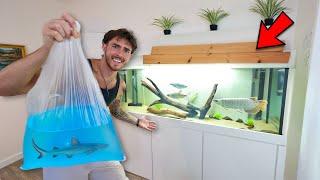 Buying FISH for my NEW MASSIVE TANK in the House (yuh)
