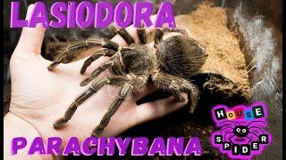 О Лошадином пауке птицееде или Lasiodora parachybana и не только от Spiders House