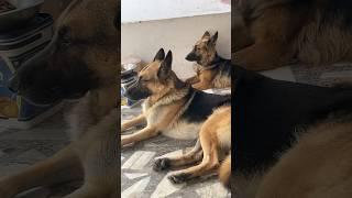 Germanshepherd dogs are the best #shorts  #viral #trending #gsd