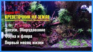 Серия 1. Креветочник НА ЗЕМЛЕ и с Подачей CO2. Запуск и Первый месяц жизни 35-литрового Аквариума