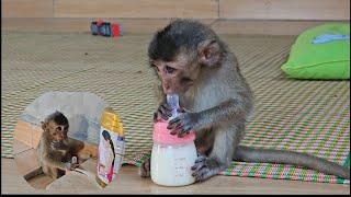 Monkey Nahu was sad and cried helplessly because he couldn't drink milk from the bottle