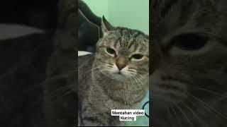 meme kucing video mentahan #gemoy #viral #video #fyp #ig #tiktok #kucing