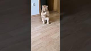 Funny Cat Dance Video  | Cute Kitty Grooves to the Beat | Tail Tales