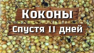 Чистые коконы червя через 11 дней.