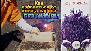 Как избавиться от клеща варроа без химии!