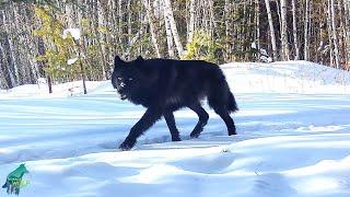 Rare black wolves in northern Minnesota