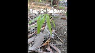 MangoGrafting Season .#mangoplant #mangografting #mango #shorts #4k #method #grafting #trending