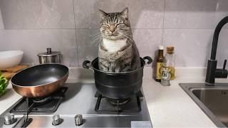 When your cat has EXTREMELY STRANGE hobbies 