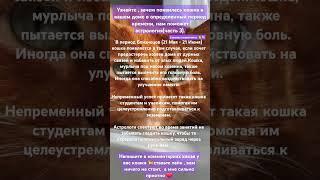 Гороскоп кошки #гороскоп #таро #шепоток #ритуал #чистка #совет #кот #любовь
