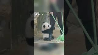 Panda Clings On To Nanny's Rubber Boot | iPanda #shorts