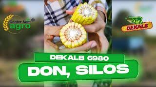 Dekalb 6980, silos / corn seeds, harvest #agro #corn #seeds #dekalb