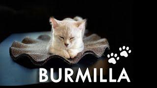 Raza de gatos Burmilla-El Gato Plateado