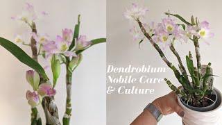 Dendrobium Nobile Care and Culture | How to Handle Winter Rest Period & Get Blooms - 2 Year Update