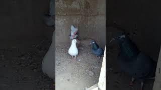 White Eyes  Kabutar hai ️#pigeon #aliwal #kabutars #viral #shortsvideo