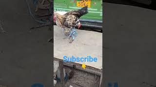 #subscribe #birds open my YouTube channel Hussain birds family 