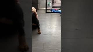 German Pinscher pups