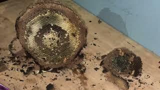 Kalo Aringal ( Black Hornet) ko hunting at night in Syangja