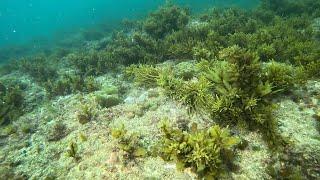 Kina (sea urchin) removal experiment - Leigh Harbour, Aotearoa New Zealand