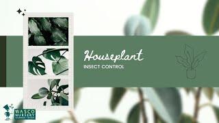 Houseplant Insect Control Tips