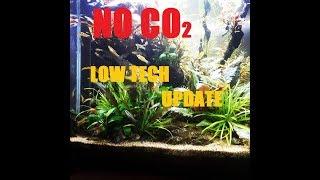 Low tech planted tank update