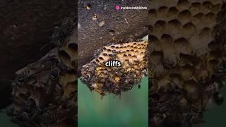 Wild Bees: Nature's Fierce Guardians! #factzilla #facts #wildbees #wildlife
