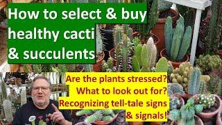 How to CHOOSE & BUY HEALTHY CACTI & SUCCULENT PLANTS #cacti #cactus #succulents #cactuscare