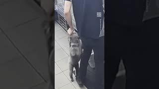 Adorable Koala Hugs Gas Station Employee ️