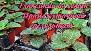 Выращивание Глоксиний из семян. Промежуточный результат. 8 часть