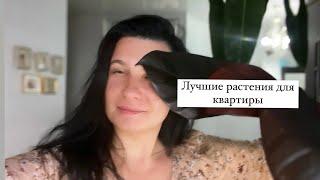 Лучшие кустовые филодендроны для квартиры