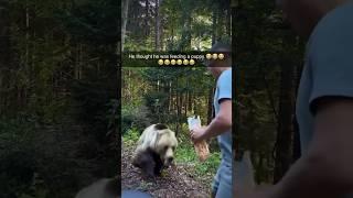 Bear Attacks Man Who Tried to Feed it!#animalstories #bear #attack#animals#wildlife