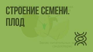 Строение семени. Плод. Видеоурок по биологии 6 класс