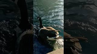 Canada Goose Jumps Into The Duck Pond In Slow Mo | Thornes Park #birds #avian #nature