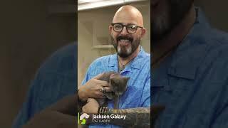 JACKSON  GALAXY CLEAR THE SHELTER