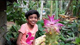 Wild turmeric flower - The most beautiful flower that bloomed in our backyard !!