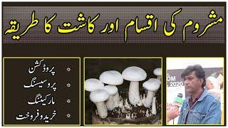 Types of mushrooms| How to grow mushroom|Profitable business in Pakistan| مشروم کی اقسام اور کاشت