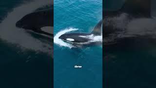White shark VS Killer whale #animalove #animallife #wildlife #shorts