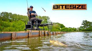 Catch More on the Pellet Waggler