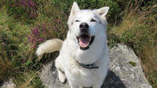 HUSKY searches for GHOSTS on the windswept moors ~ Nature ~ Views