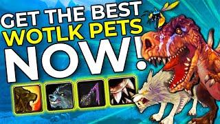 How to Get the BEST Hunter Pets: Wolf, Devilsaur & Wasp in WOTLK