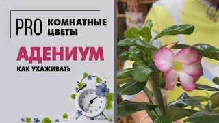 Адениум - комнатное растение для южного окна. Цветок не для всех. Цветущий суккулент для ценителей.