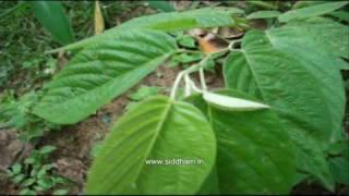 Herbal Medicine - Desmodium gangeticum - Natural Cardio-protective