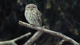 Little Owl Reactions caught in 4K - Athene Noctua - Κουκουβάγια