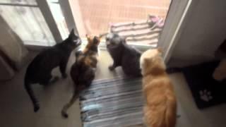 cats going out