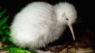 Rare white kiwi Manukura that inspired book and toys dies