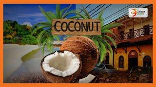 | KENYA'S GOLD | Coastal Coconut Farming [Part 1]