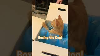 Kitten on a Croft - Dog Boxing . #Cute Cats and Kittens #shorts #Kitty #love cats